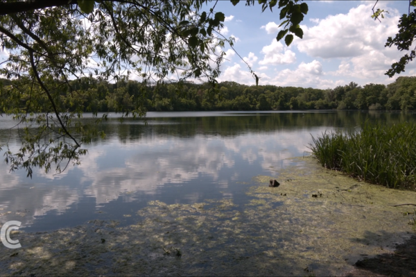 Die Auenlandschaft steht im Mittelpunkt der Leipziger Naturschutzwoche